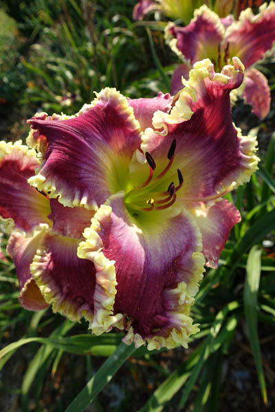 EVERY KNEE SHALL BOW